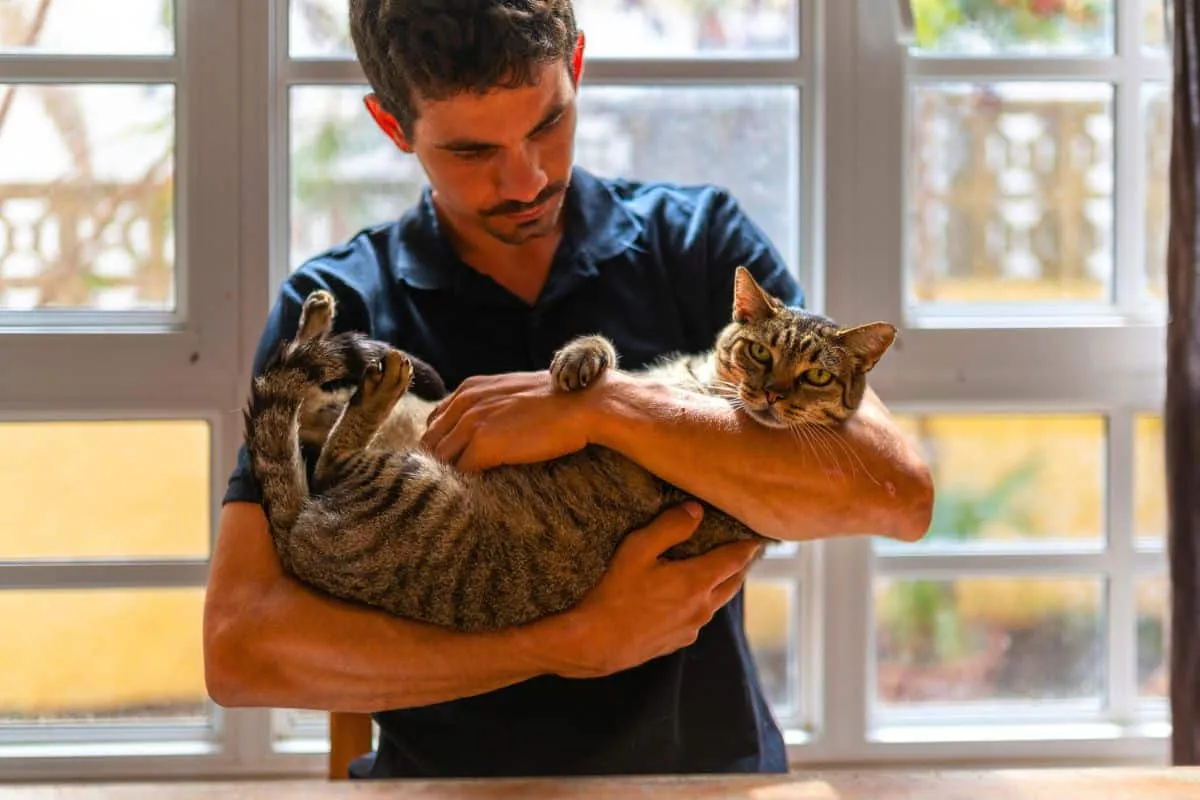 Hoe ver reikt het geheugen van katten?